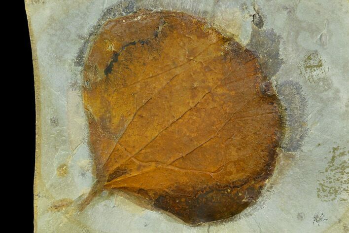 Fossil Leaf (Zizyphoides) - Montana #120860